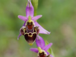 Ophrys_cornutula_Kattavia__Prasonisi_2